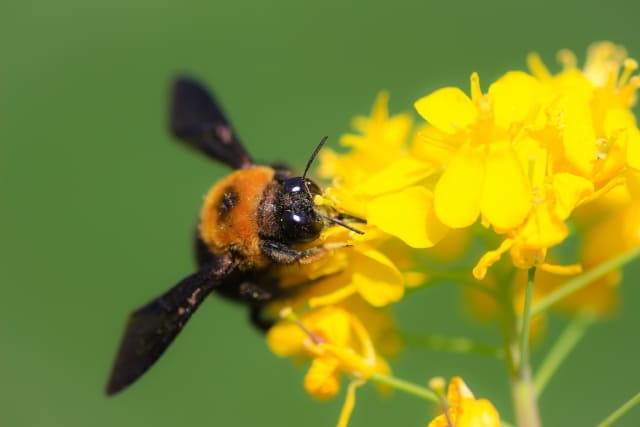 花にたかるクマバチの画像
