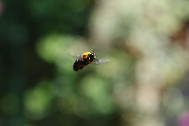 クマバチのホバリングの画像