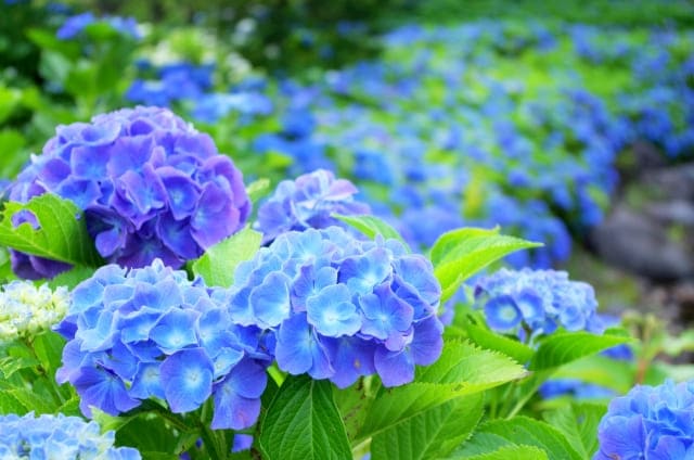 青色の紫陽花