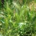 麦に似た雑草の画像